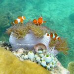 EKSOTIS !  INILAH PESONA BAWAH LAUT BELITUNG
