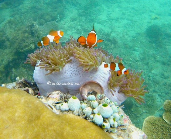 EKSOTIS !  INILAH PESONA BAWAH LAUT BELITUNG