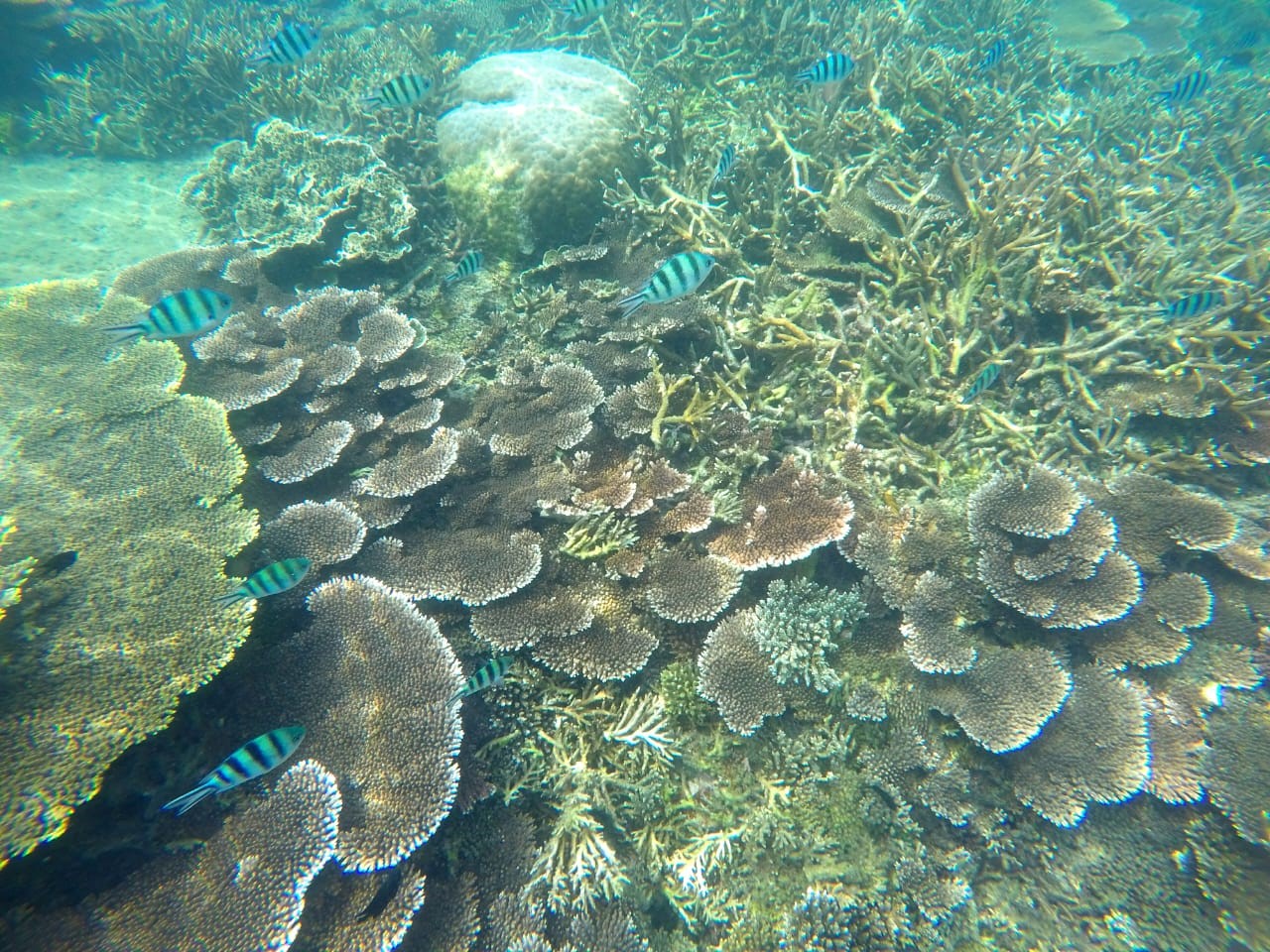 SPOT SNORKELING TERBAIK DI BELITUNG, NIKMATI KEINDAHAN BAWAH LAUT YANG EKSOTIS