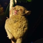 “FLORA DAN FAUNA YANG MENJADI ICONIC DI PULAU BELITUNG”