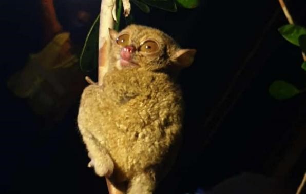 “FLORA DAN FAUNA YANG MENJADI ICONIC DI PULAU BELITUNG”